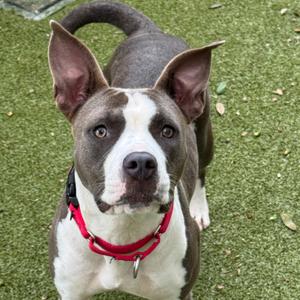 A gray and white dog with large ears and a red collar standing on green grass.