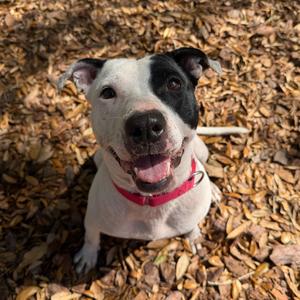 Bloom, Mixed Breed (Medium), adult, available for adoption