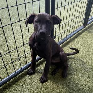 Kast, Retriever, Black Labrador, puppy, available for adoption