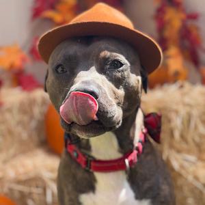 Pete, Mixed Breed (Large), adult, available for adoption