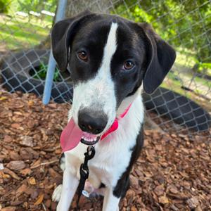 Duce, Mixed Breed (Large), adult, available for adoption
