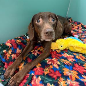 Felicity, Mixed Breed (Medium), adult, available for adoption