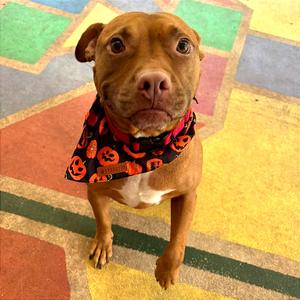 Sunkist, Mixed Breed (Medium), adult, available for adoption