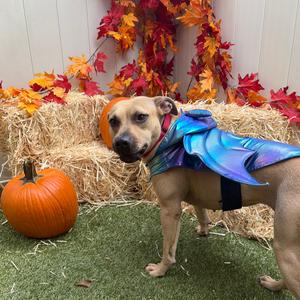 Barista, Mixed Breed (Medium), adult, available for adoption