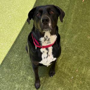 Carlisle, Mixed Breed (Large), adult, available for adoption