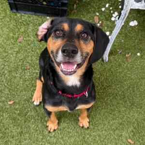 Peanut, Beagle, adult, available for adoption