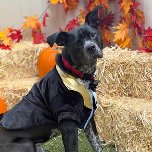 Bruno, Mixed Breed (Medium), adult, available for adoption