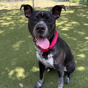 Bruno, Mixed Breed (Medium), adult, available for adoption