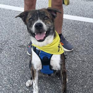 Cory, Mixed Breed (Medium), adult, available for adoption
