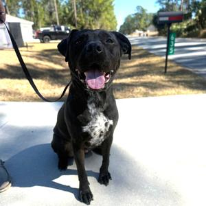 Bucky, Mixed Breed (Large), adult, available for adoption