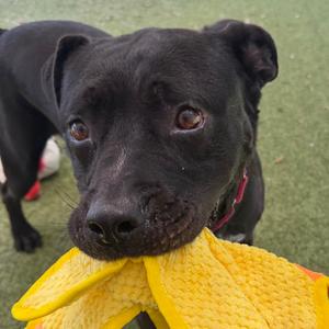 Bucky, Mixed Breed (Large), adult, available for adoption
