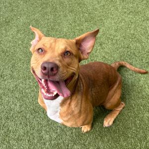 A happy brown dog with a white patch on its chest is sitting on artificial turf.