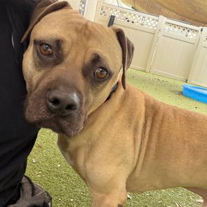 Thorne, Mixed Breed (Large), adult, available for adoption