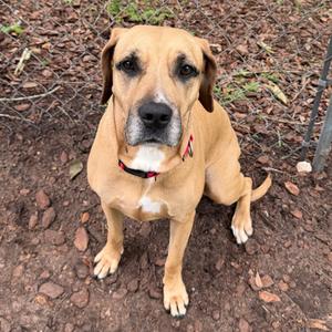 A brown dog with a white chest and a red collar sitting on a rocky ground.