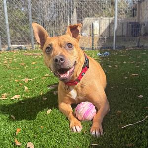 Neptune, Terrier, adult, available for adoption