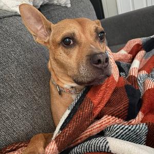 Neptune, Terrier, adult, available for adoption