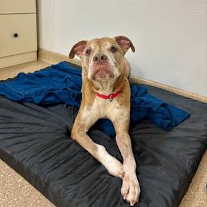 Copper, Mixed Breed (Large), senior, available for adoption