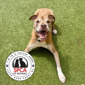 Copper, Mixed Breed (Large), senior, available for adoption