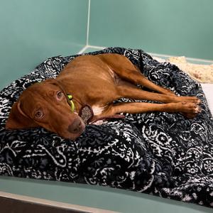 Lenora, Mixed Breed (Medium), adult, available for adoption