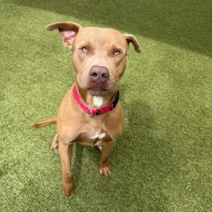 A light brown pit bull mix dog with tan fur, a white chest marking, and a pink collar sits on artificial turf.