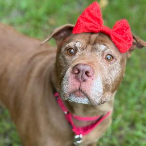 A brown dog with a red bow on its head, wearing a red collar, standing in a grassy area.