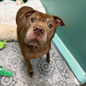 Precious, Mixed Breed (Large), senior, available for adoption