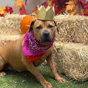 Halo, Mixed Breed (Medium), adult, available for adoption