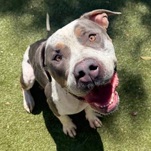 Everly, Mixed Breed (Large), adult, available for adoption