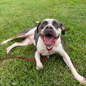 Everly, Mixed Breed (Large), adult, available for adoption