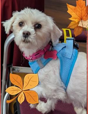 Belle, Maltese / Poodle (Miniature), adult, available for adoption