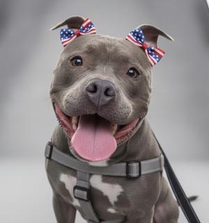 A gray dog with a pink tongue and American flag bows on its ears
