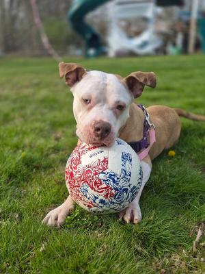 Louie, Mixed Breed, adult, available for adoption
