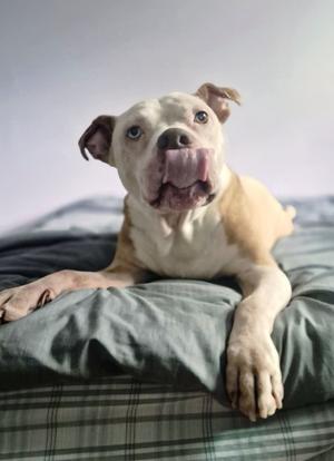 Louie, Mixed Breed, adult, available for adoption