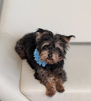 A small black and brown dog with a blue flower on its neck is sitting on a white couch.