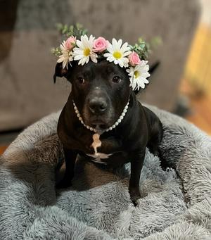 Chyna -, American Pit Bull Terrier / American Staffordshire Terrier, senior, available for adoption