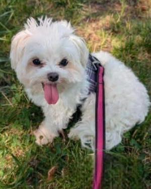 Dolly, Maltese, adult, available for adoption