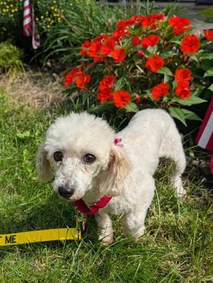 Giselle, Coton de Tulear, adult, available for adoption