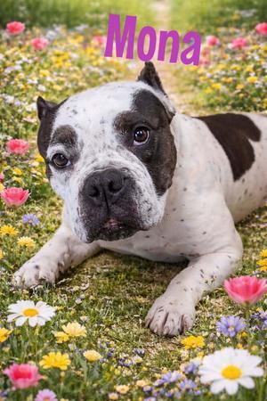Mona, American Bully, young, available for adoption
