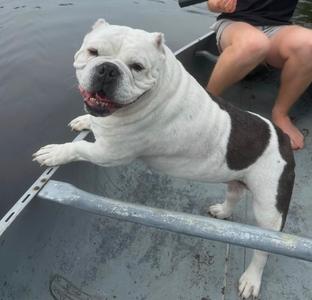 A white and brown dog with a black spot on its back is standing on a boat, looking towards the camera with its mouth open. A person is sitting in the background.