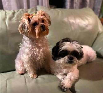 Miley and Oreo, Shih Tzu, adult, available for adoption