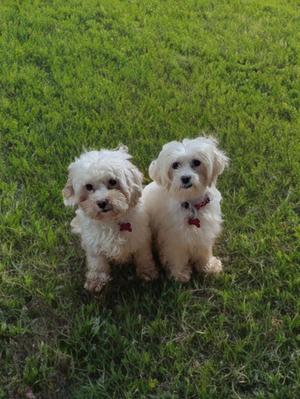 Two small white dogs sitting on grass