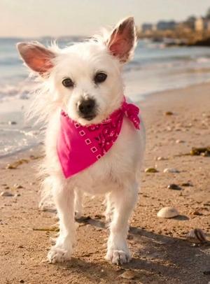 Sweet Pea, Chihuahua / Yorkie, Yorkshire Terrie, senior, available for adoption