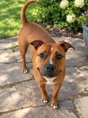 Henry, Pit Bull Terrier, young, available for adoption