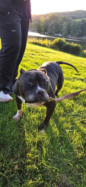 Ruxpin, American Bully, senior, available for adoption