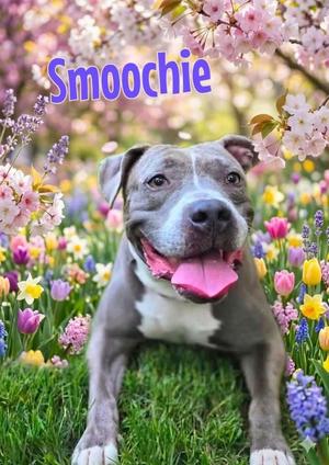 Smoochie - LIFETIME EXPENSES COVERED, Pit Bull Terrier, young, available for adoption