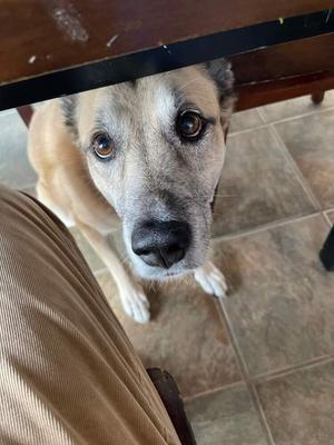 Sarge Tennis Pro, German Shepherd Dog / Belgian Malinois, adult, available for adoption