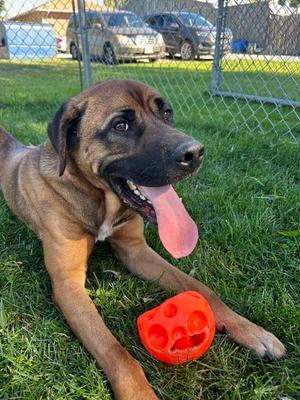 Max, Mastiff / Labrador Retriever, adult, available for adoption