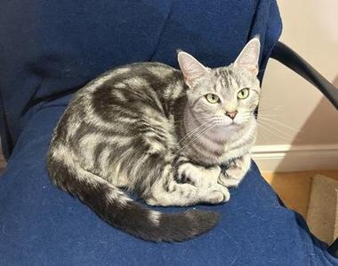 Jasmine, adult, available for adoption