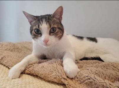 A white and gray cat with green eyes lying on a brown blanket.