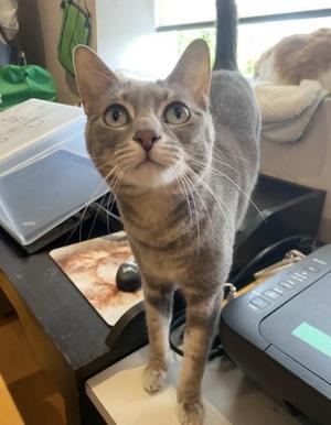 Oliver and Ivy BONDED PAIR, adult, available for adoption